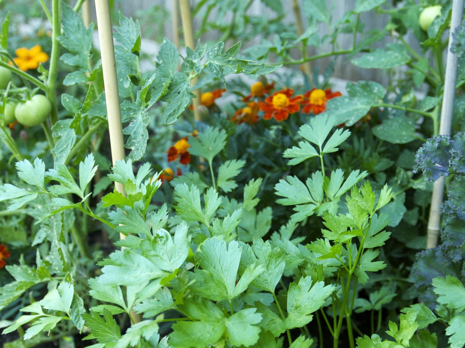 How To Grow Parsley | Kitchn