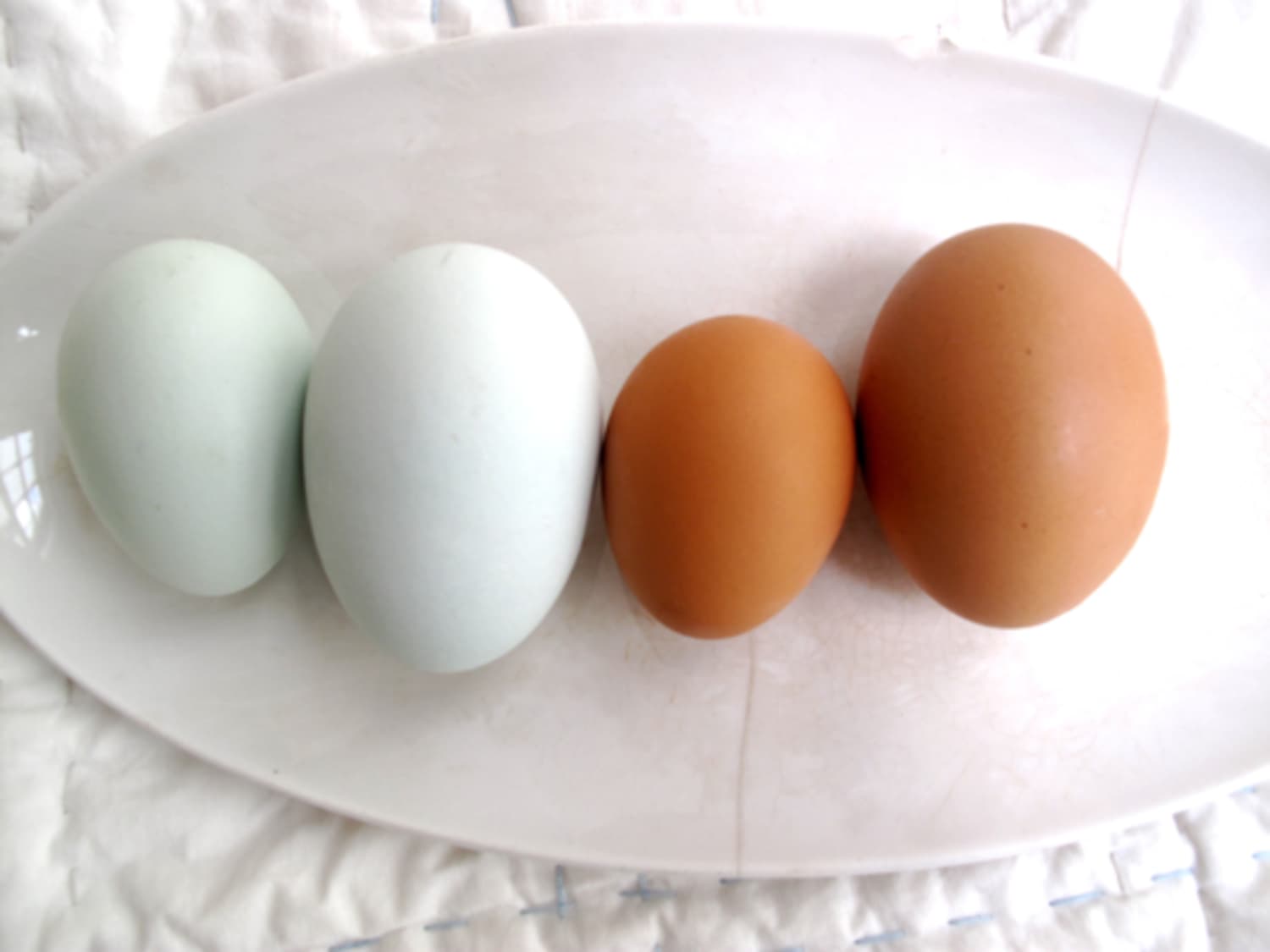 Pullet eggs: everything you need to know about the tiny 'waste' eggs now on  shop shelves, Eggs