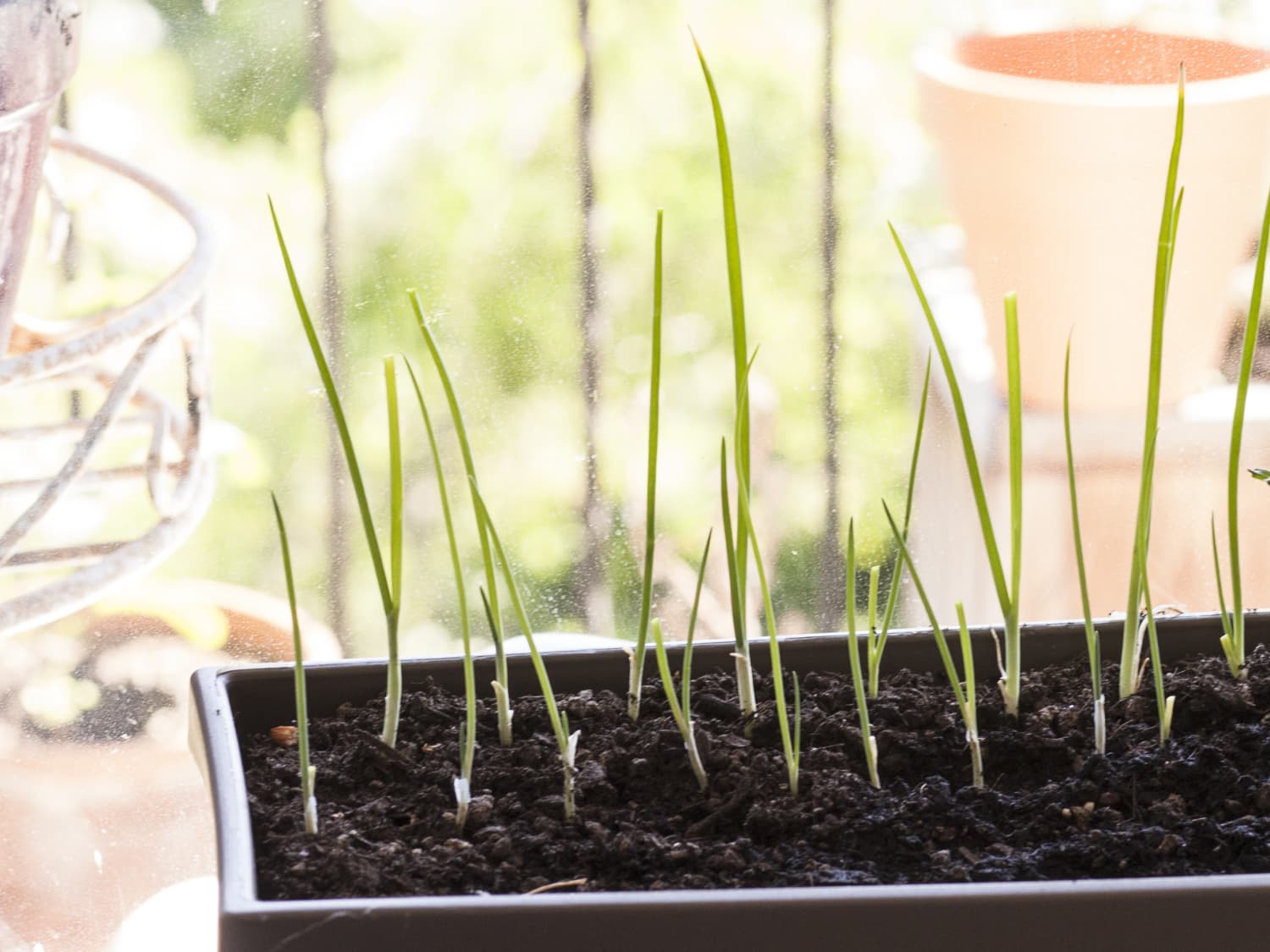 What You Need To Know About Growing Scallions Kitchn