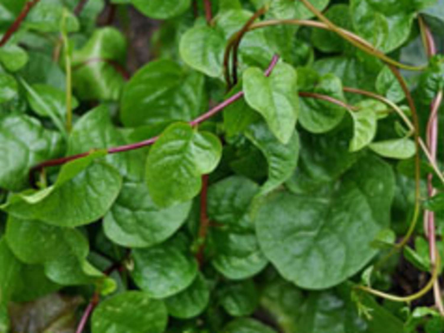 What Is This Slimy Yet Delicious Spinach Vine Kitchn