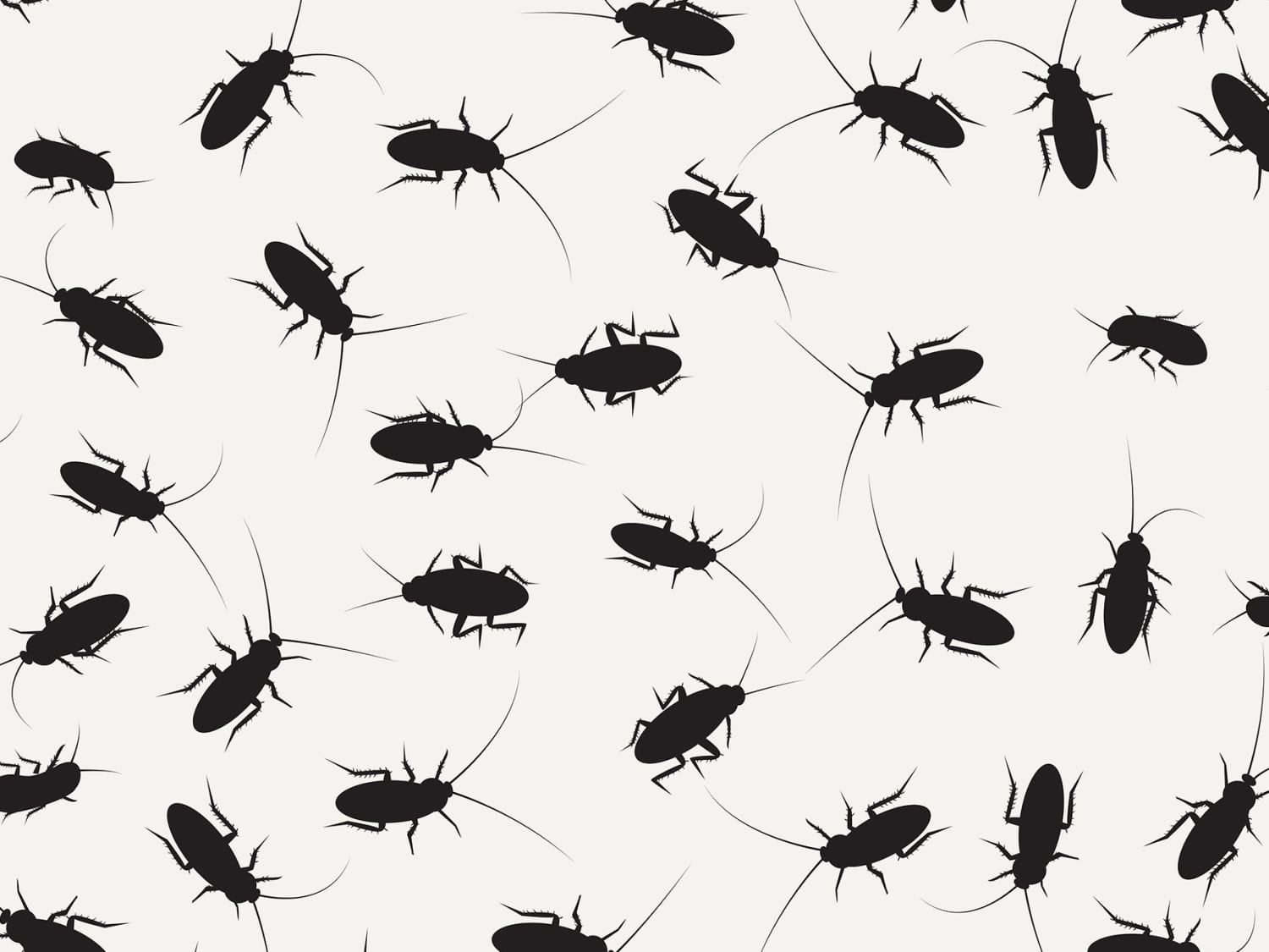 3 Non Toxic Tips For Ridding Your Home Of Roaches Apartment Therapy