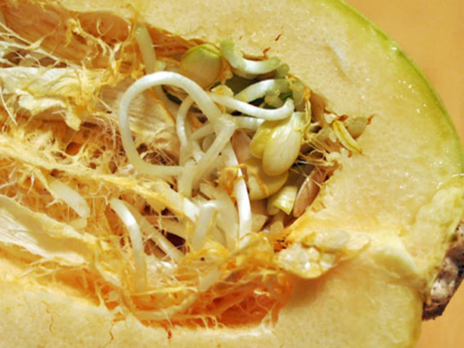 Sprouted Spaghetti Squash Is It Ok To Eat Kitchn