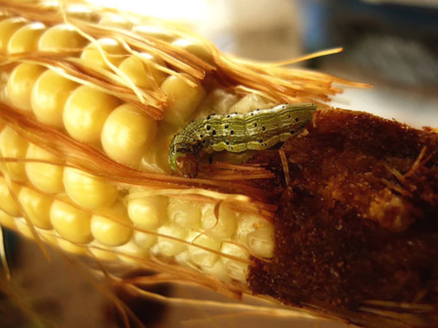 An Unavoidable Surprise In Organic Corn Worms Kitchn