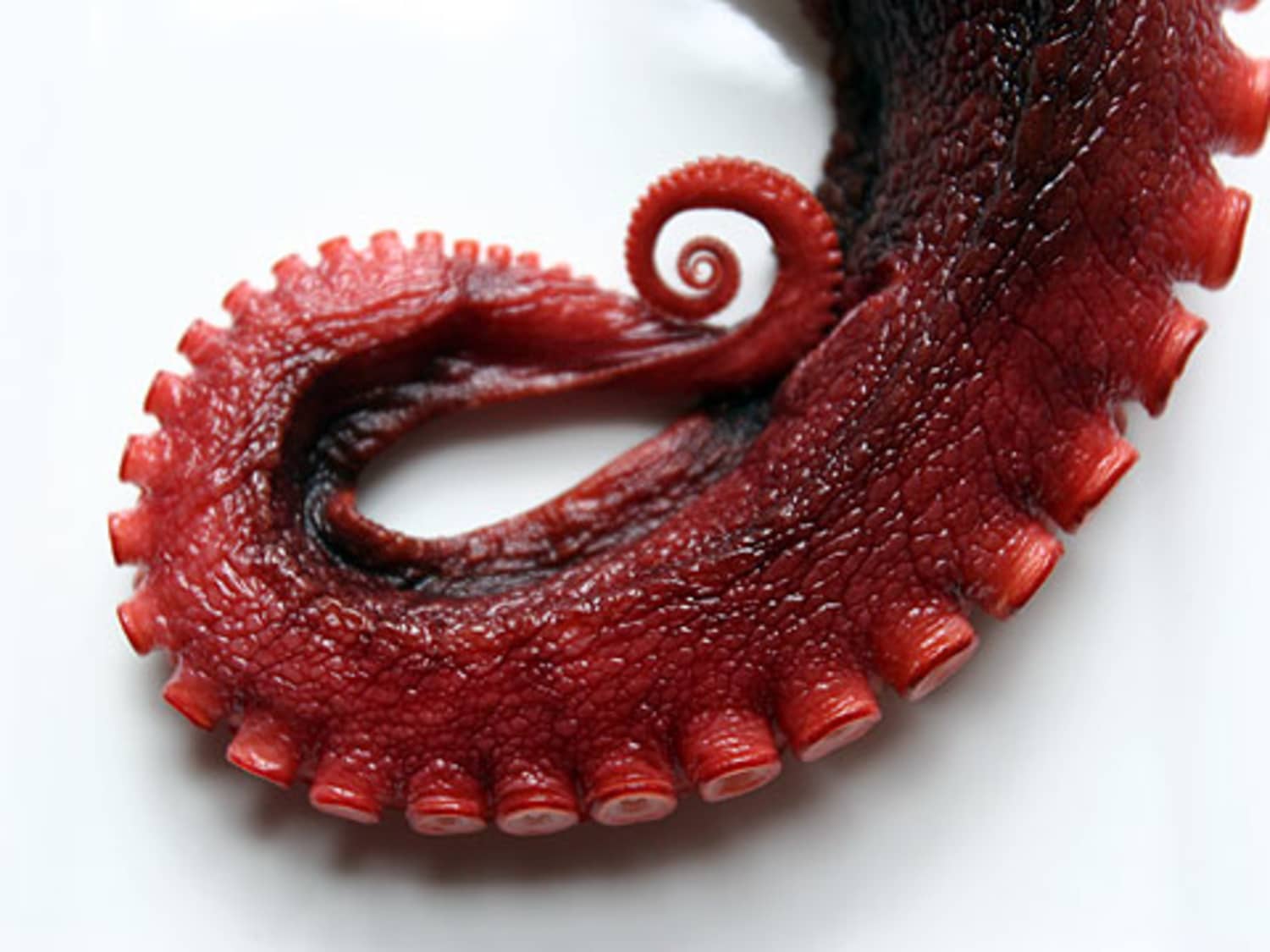 Ingredient Spotlight Octopus Kitchn