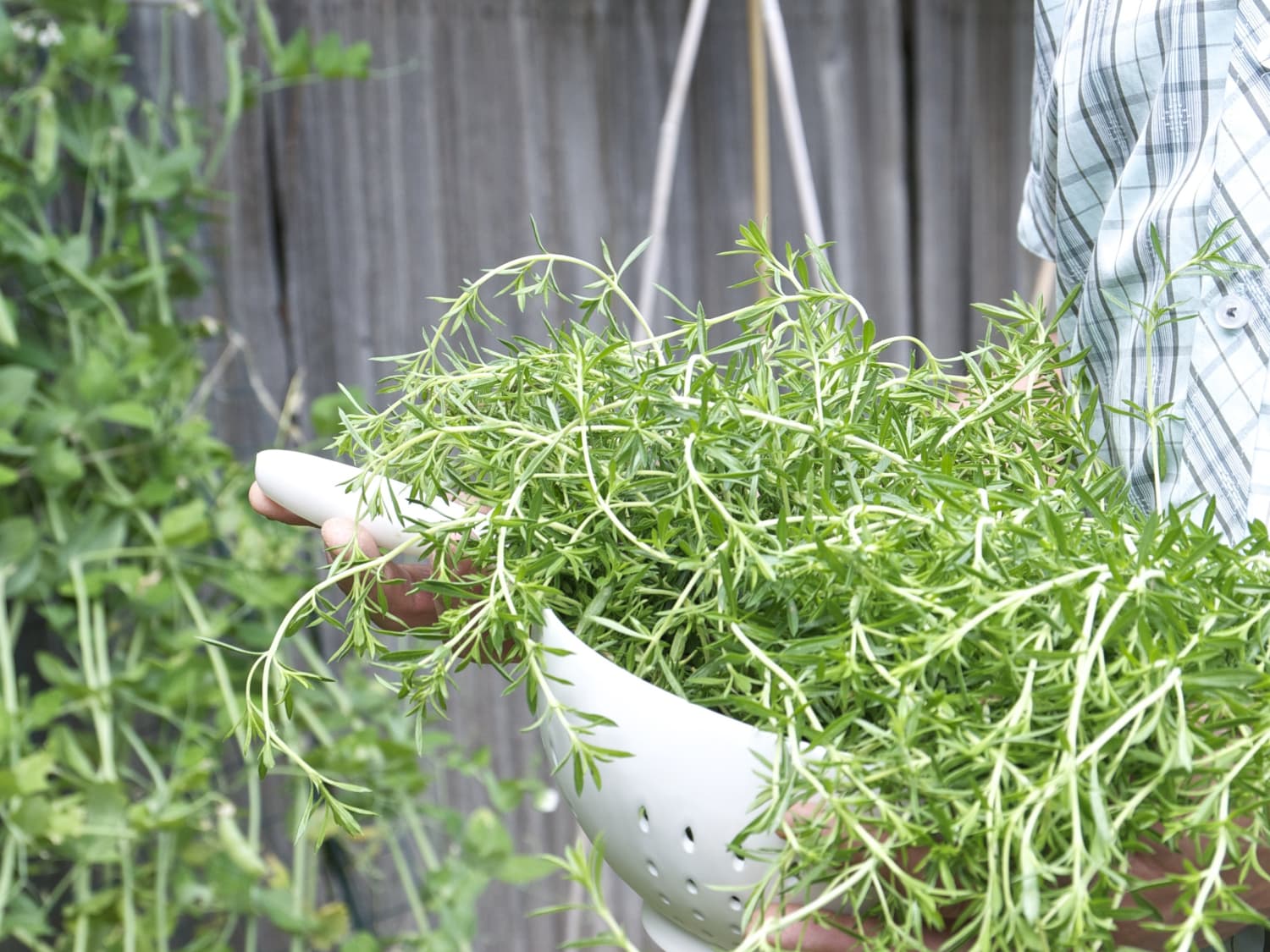 How To Grow Thyme | Kitchn