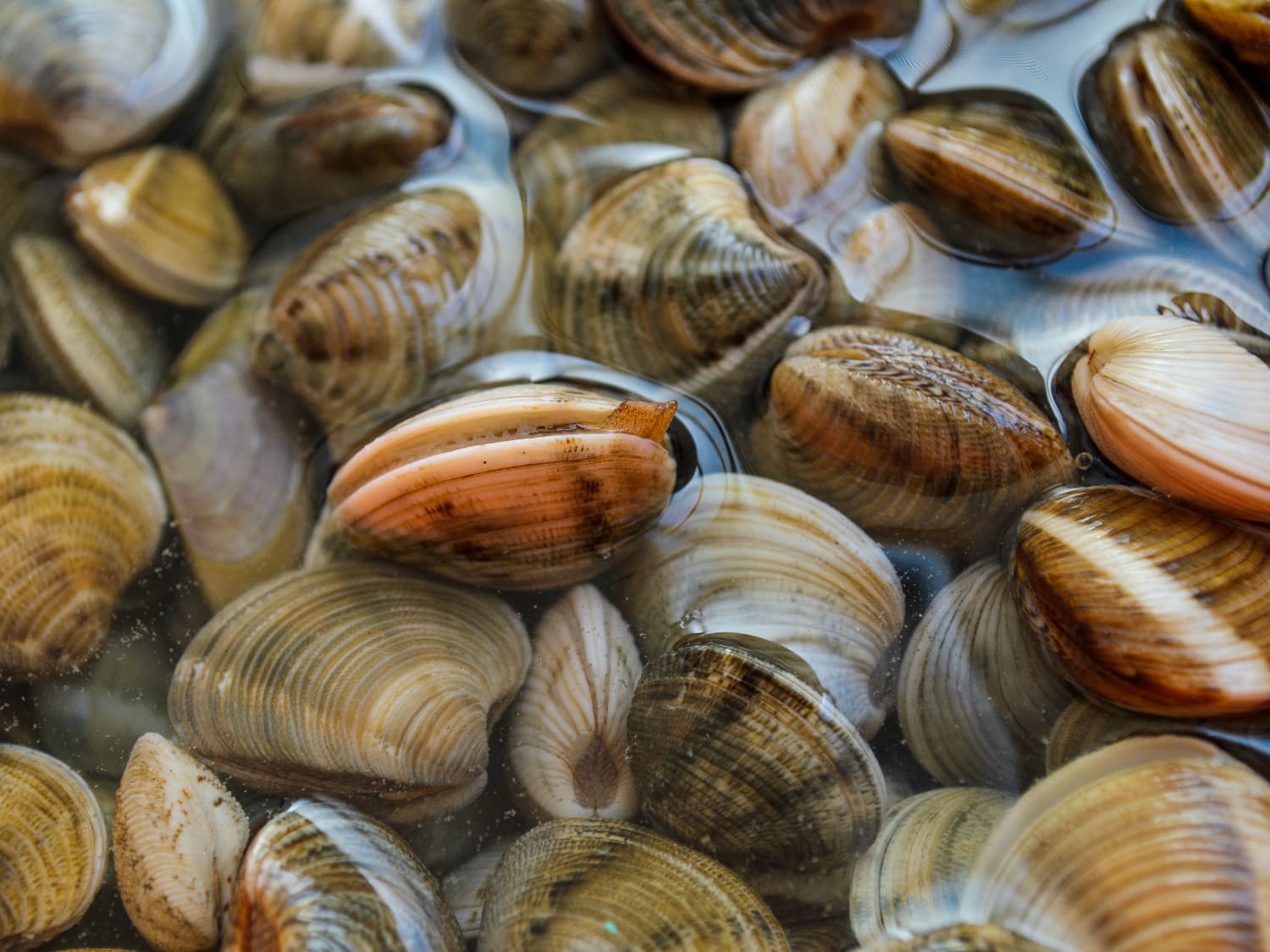 How To Clean Sand Out Of Clams | Kitchn