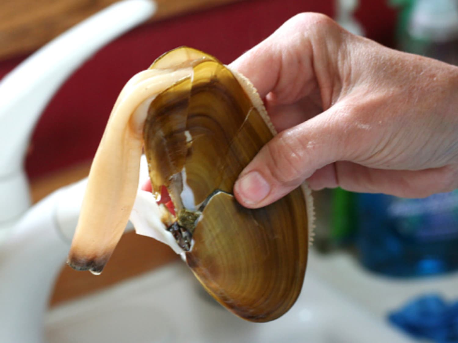 Why Hard Shells Are the Unsung Heroes of Your Everyday Life