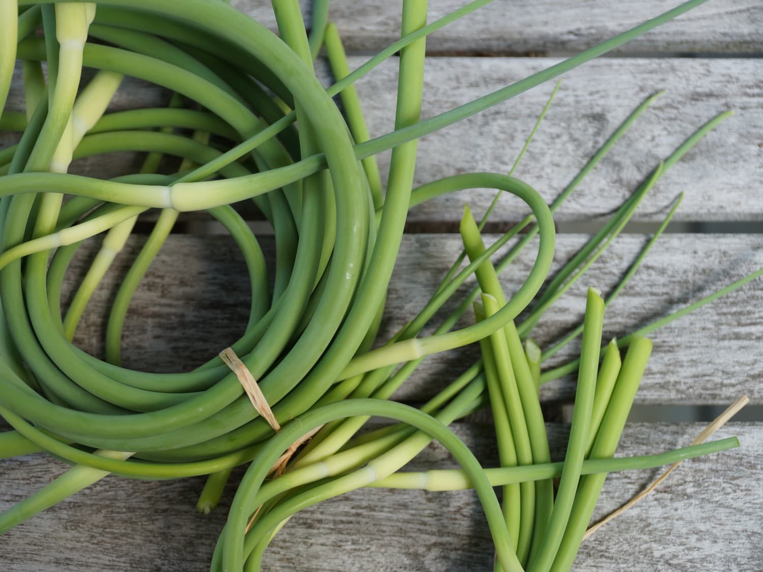 What Can I Do With Garlic Scapes Kitchn The lowdown on garlic scapes, the curly green vegetable that pops up in canada at markets in early spring, from recipes to garlic scapes are the tender stem and flower bud of a hardneck garlic plant. what can i do with garlic scapes kitchn