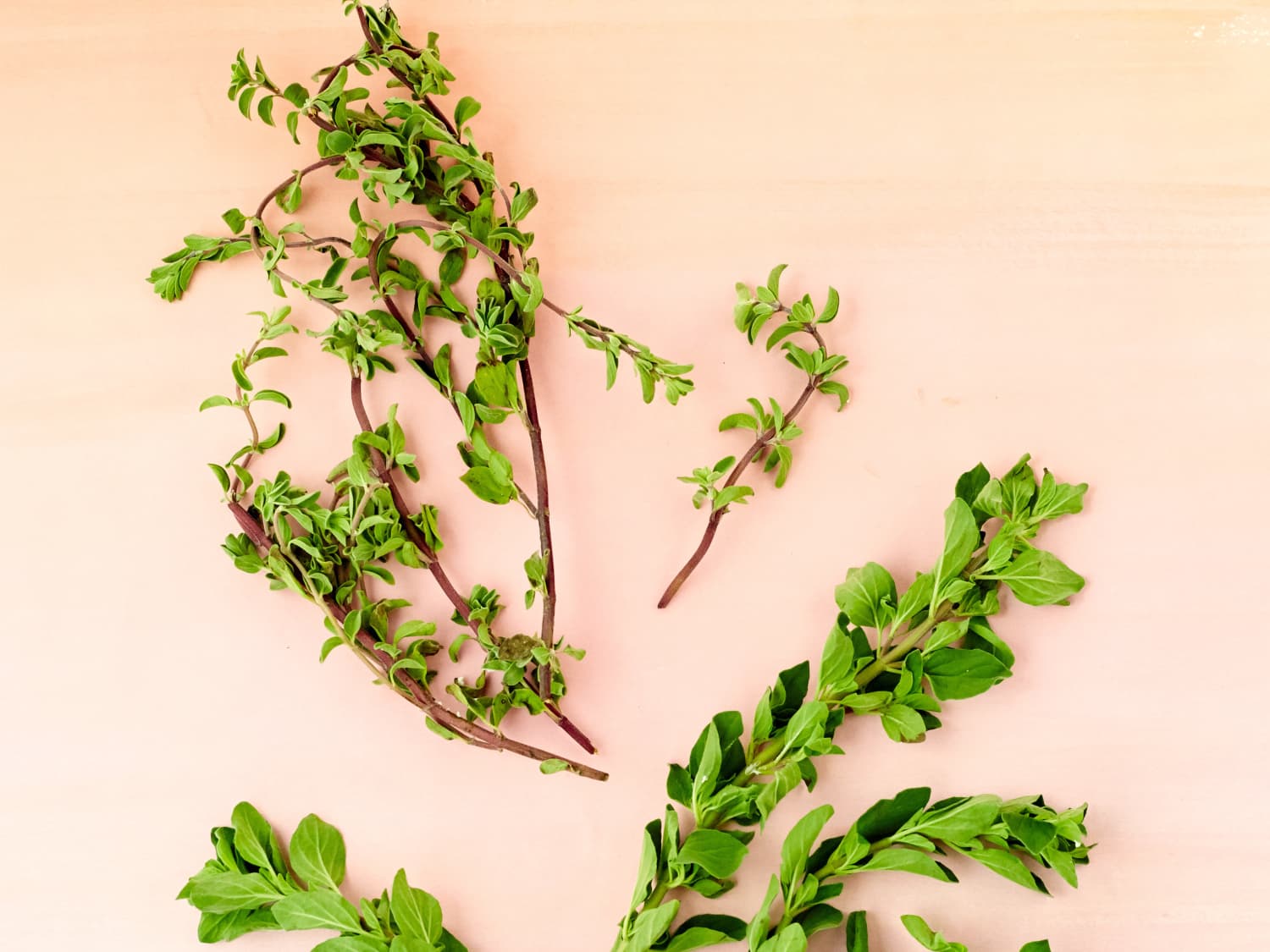 What S The Difference Between Oregano And Marjoram Kitchn