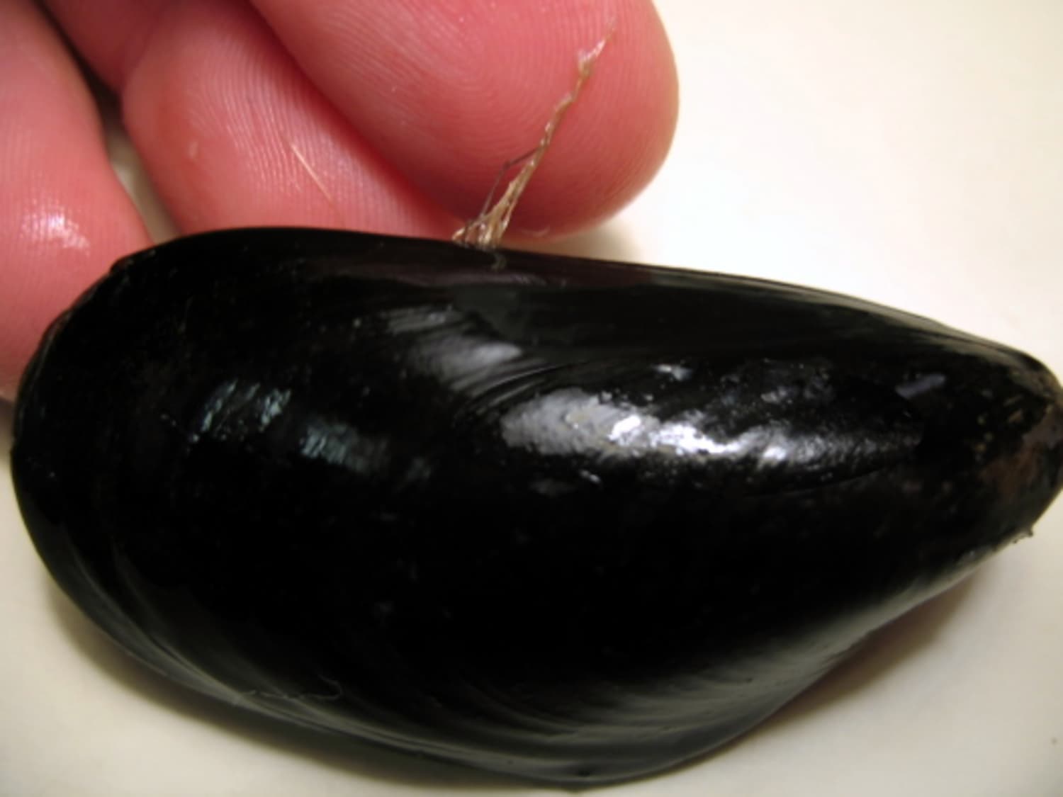 How To Clean And Debeard Mussels Kitchn