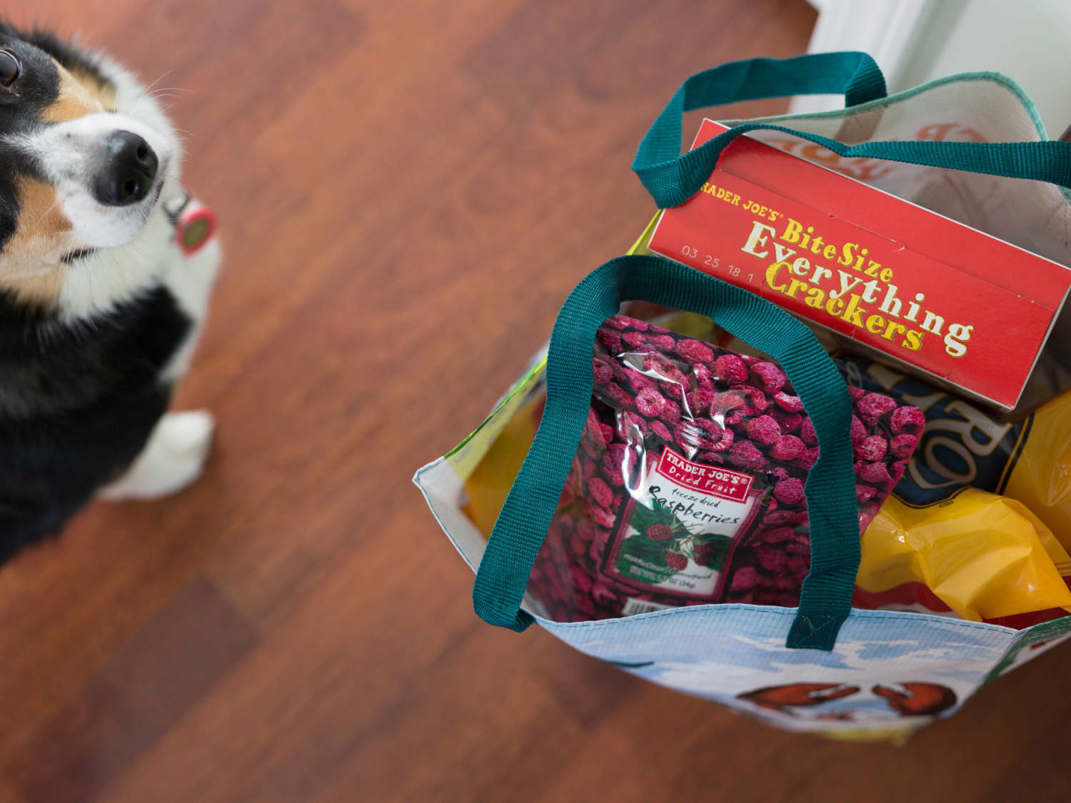 10 Frozen Treats For Your Pets To Eat Kitchn