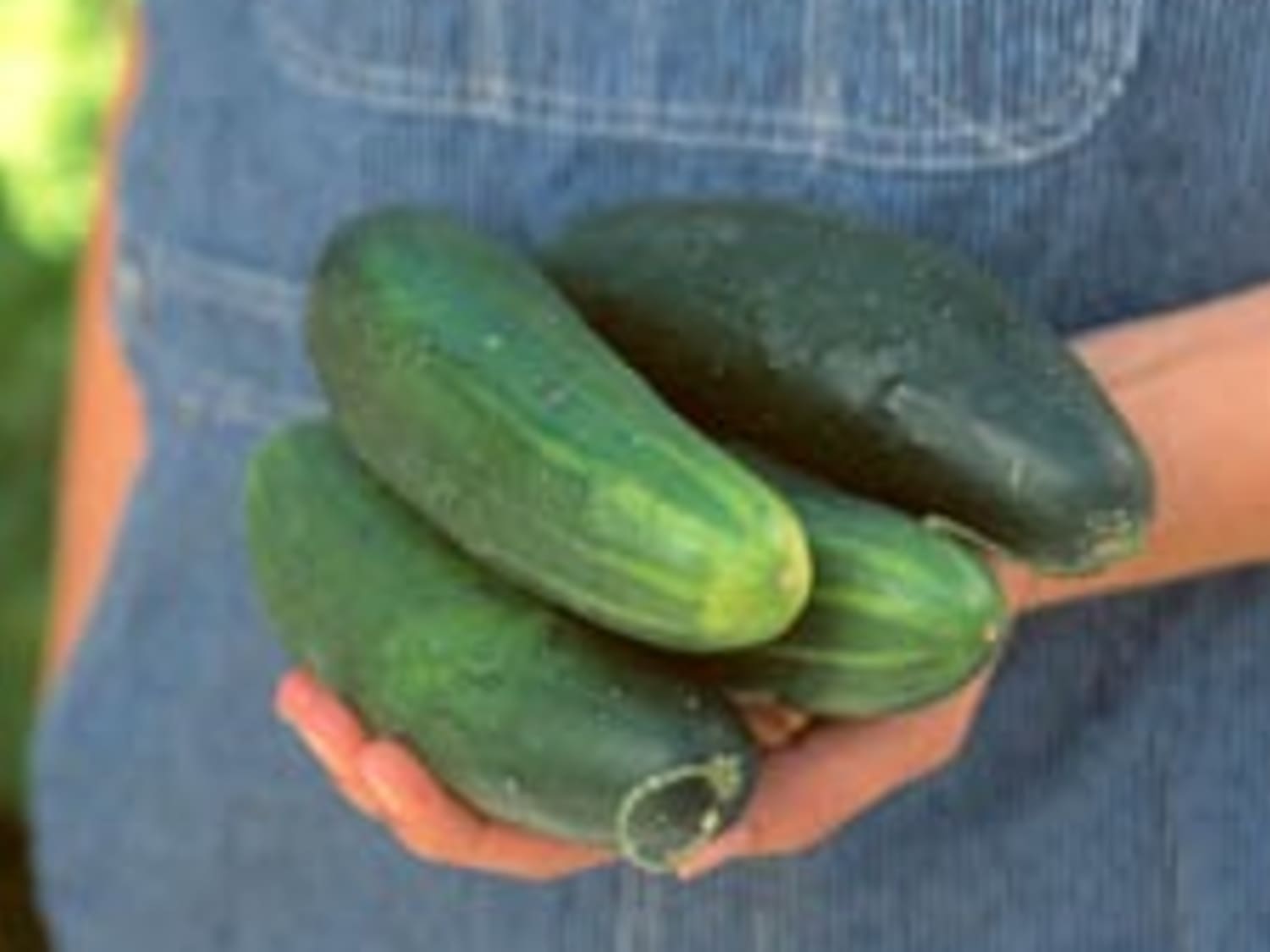 Cucumber Primer Kirby Gherkin English And More Kitchn