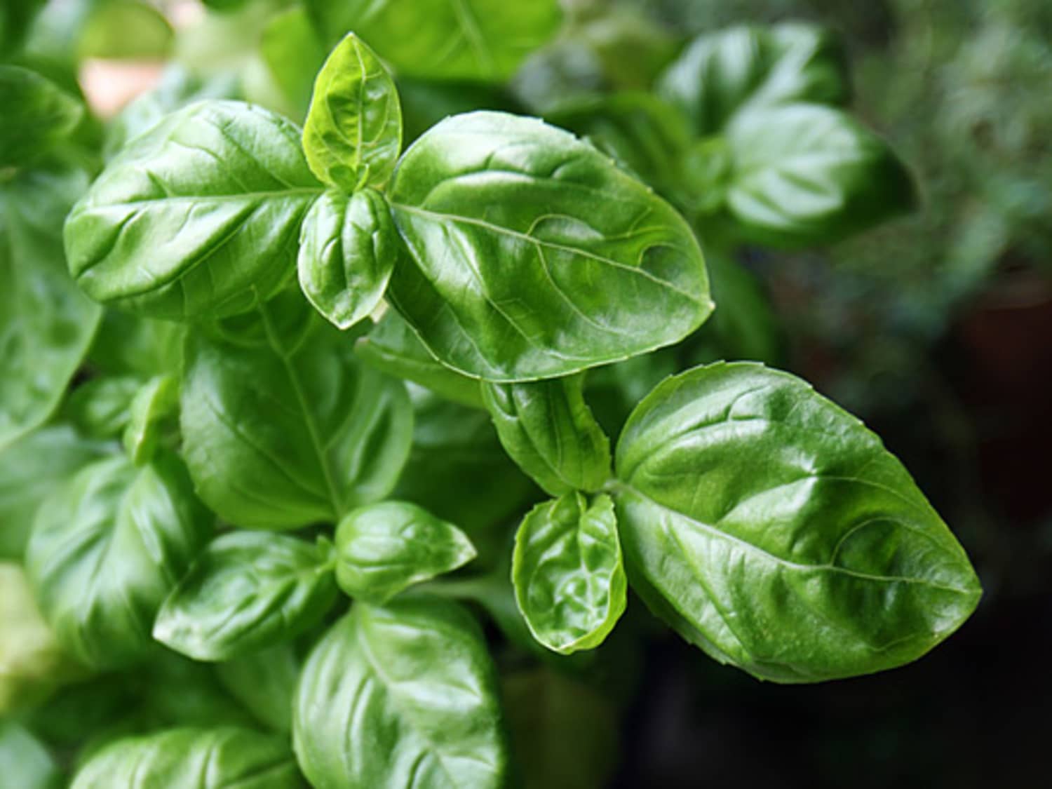 3 Ways To Preserve Fresh Basil | Kitchn