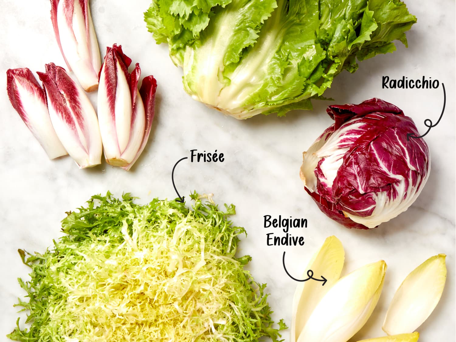 Radicchio In English