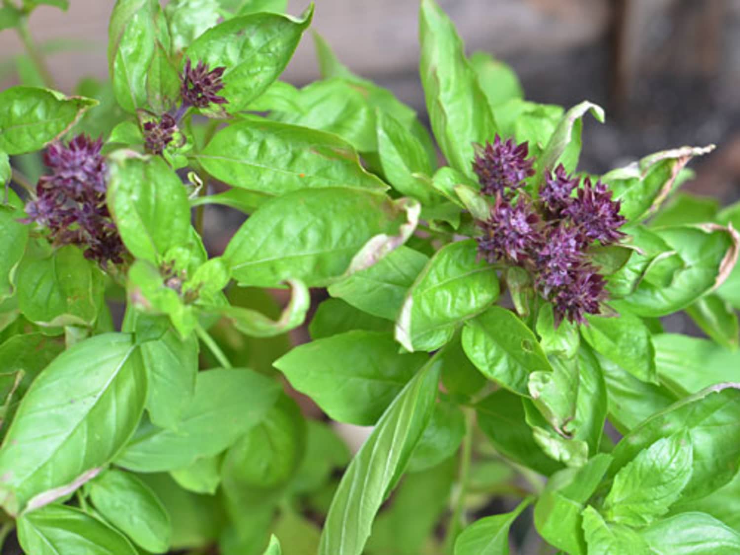 Basil Flower How Tos What to Do With A Flowering Basil Plant