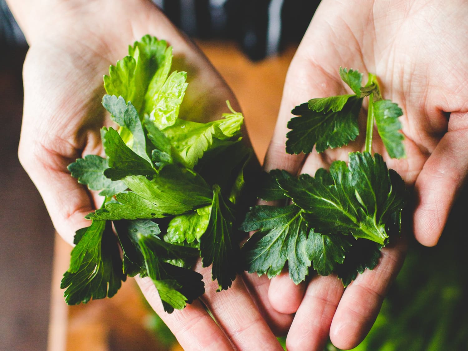 6 Reasons Celery Leaves Deserve Far More Attention The Kitchn
