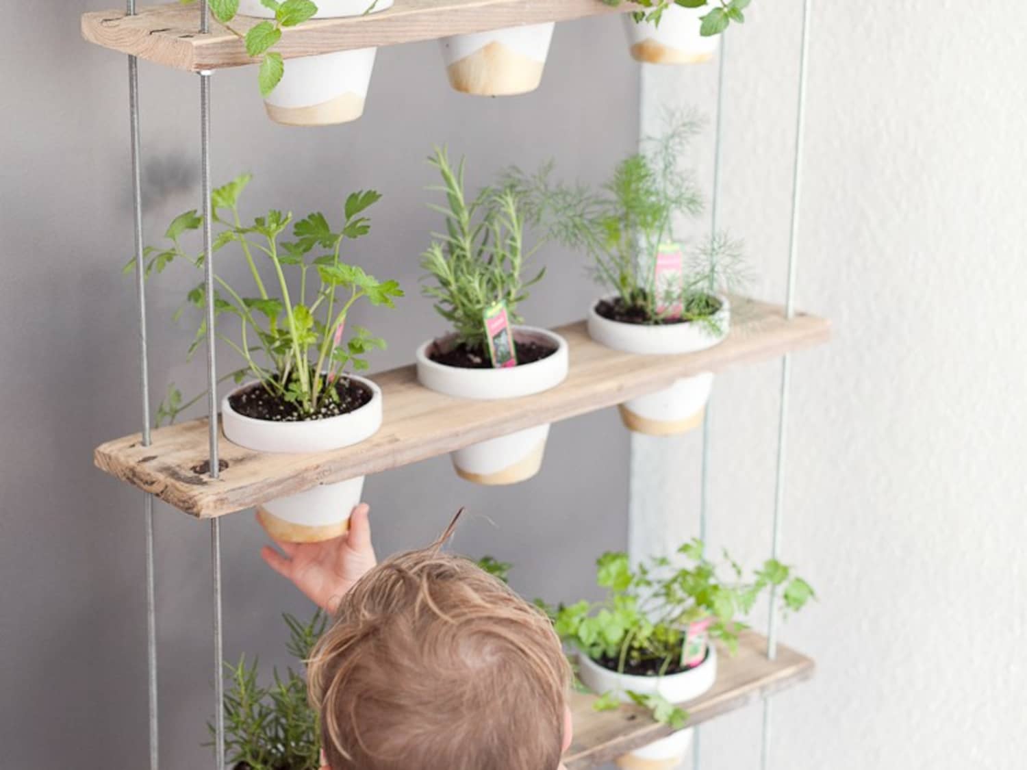 Kitchen herb shelf clearance