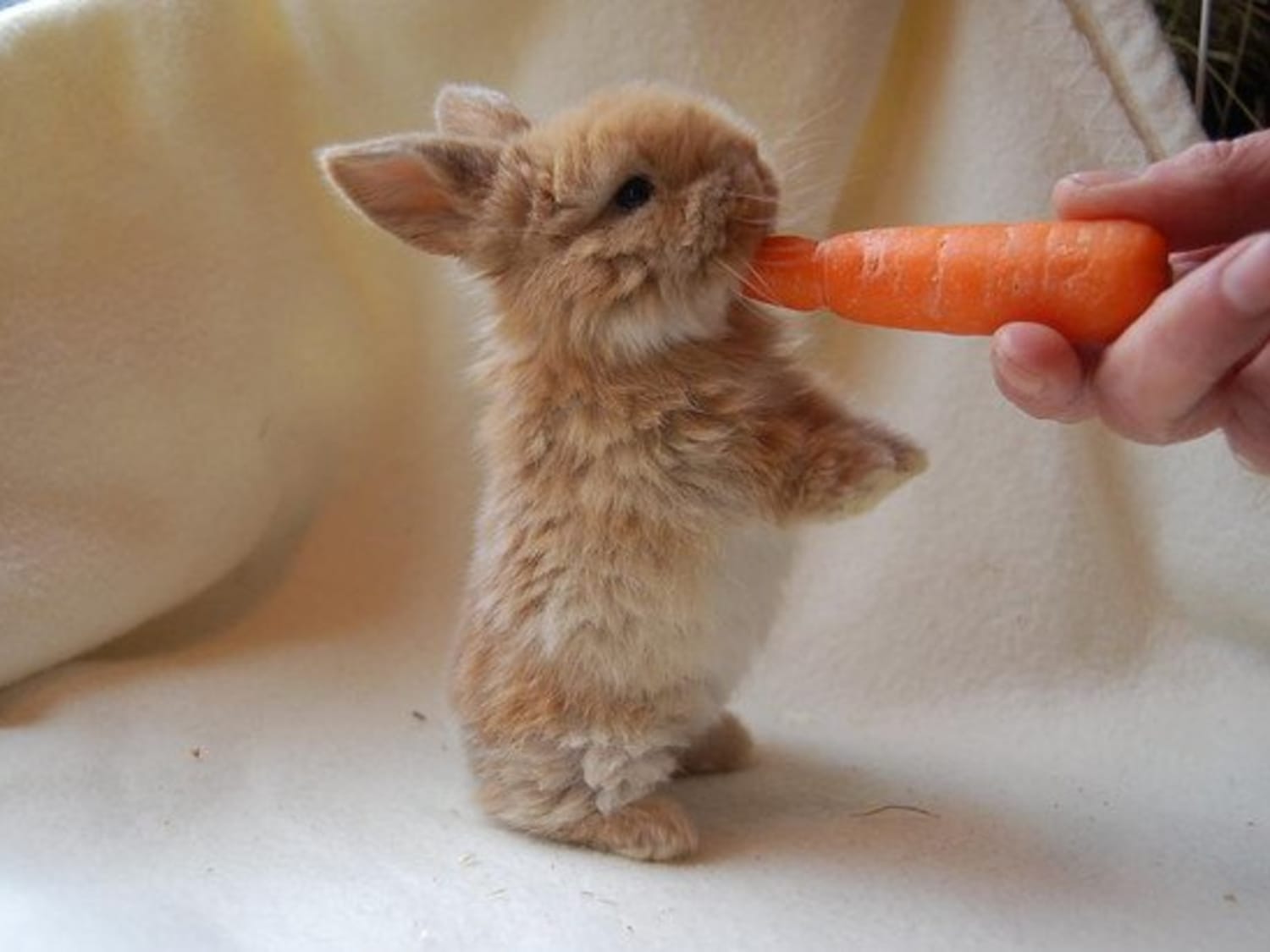 Top 129+ Which animals eat carrots
