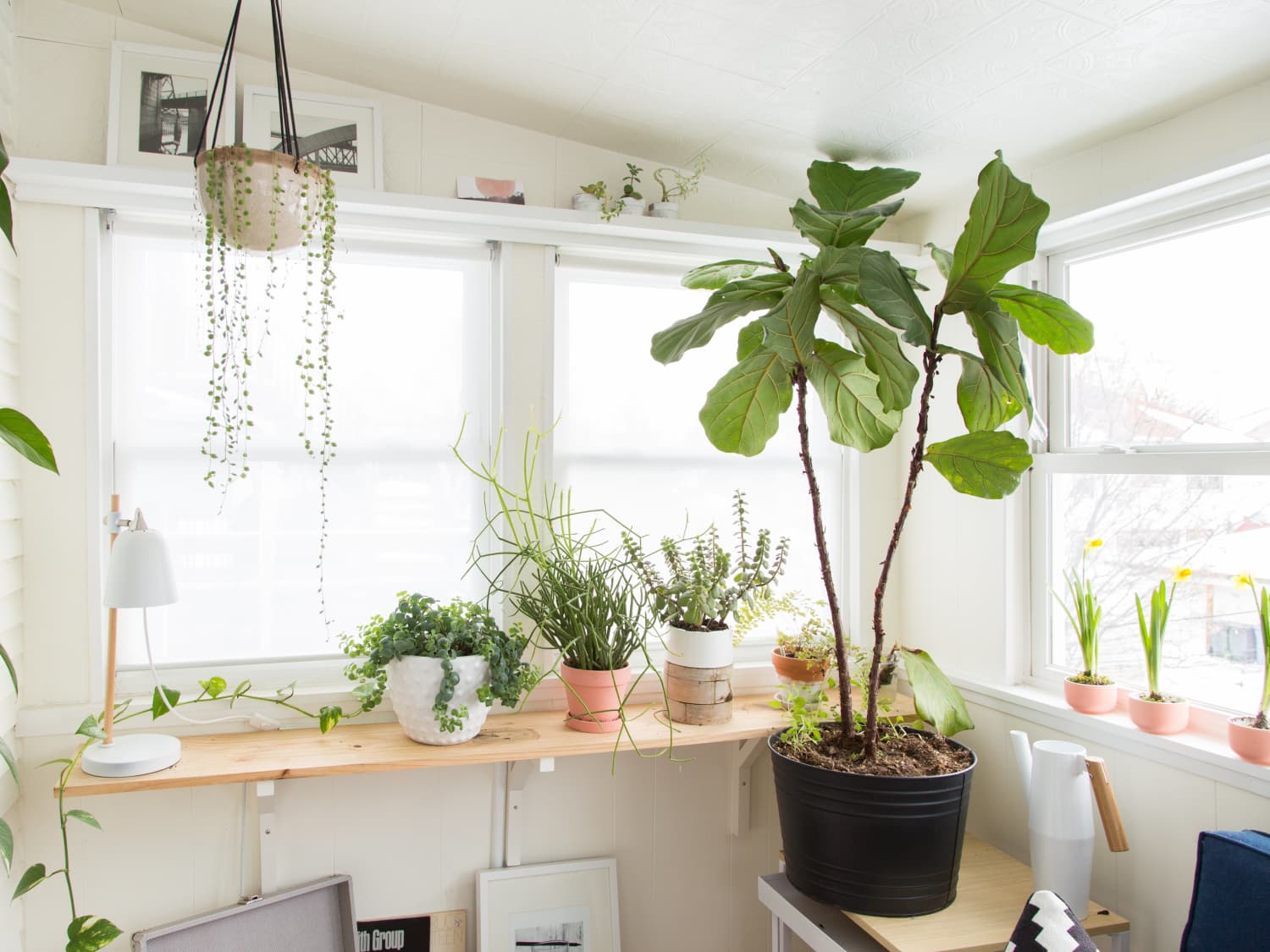 String of Pearls Plant Care - How to Grow & Maintain String of Pearls  Succulents