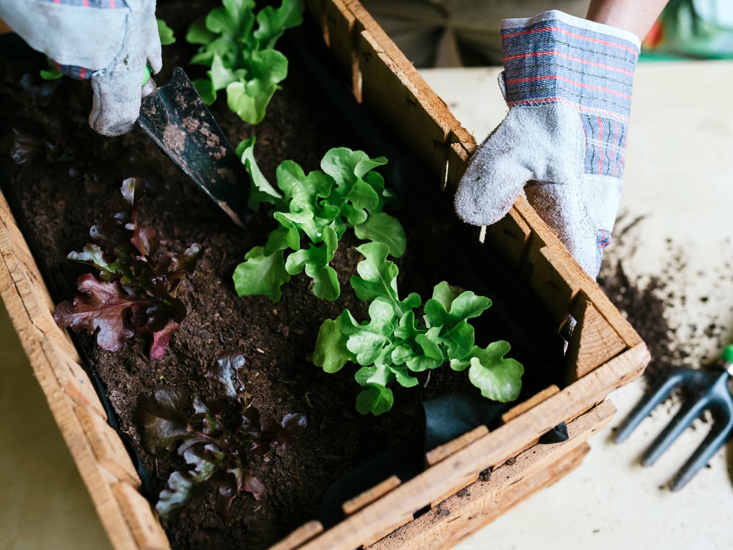 13 Vegetables to Plant in Early Spring | Apartment Therapy