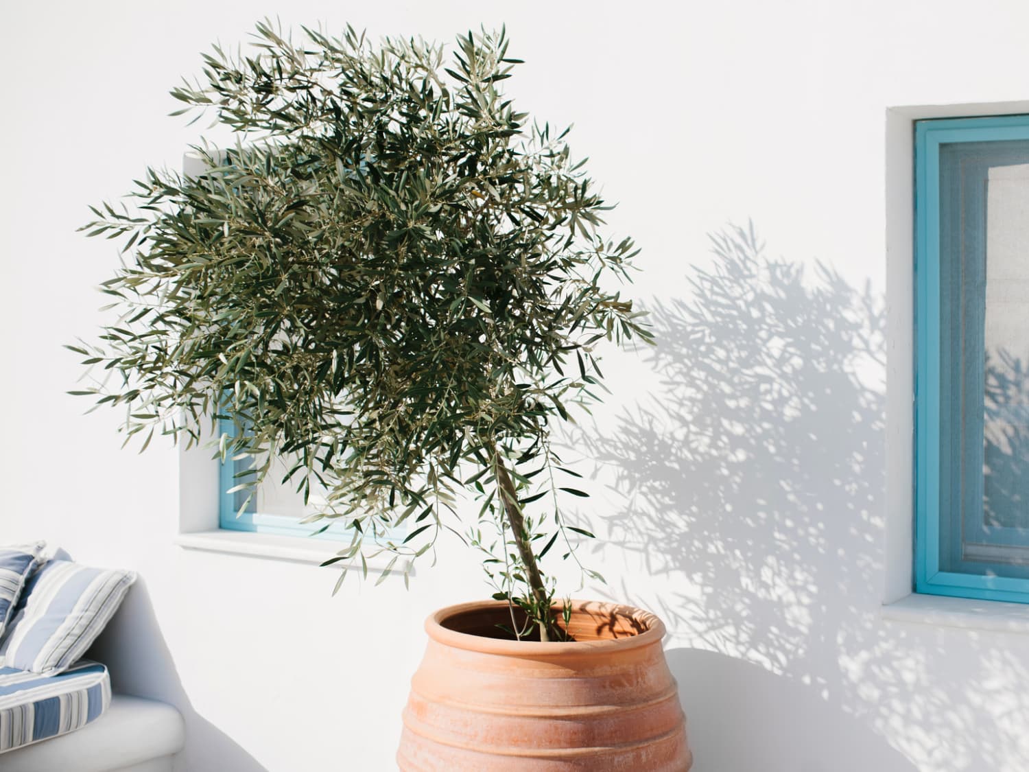 Oli Artificial Olive Tree Potted Plant (Multiple Sizes)