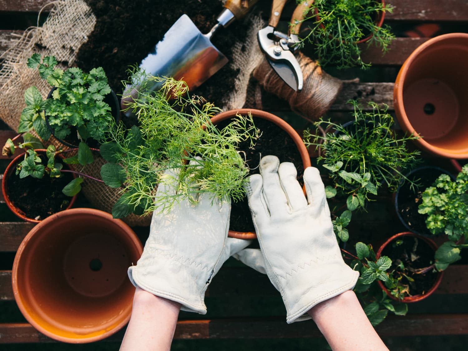 Best Potting Soil for Your Plants - The Home Depot