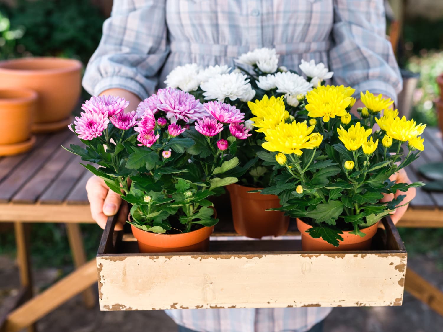 Pot Chrysanthemums Are the Perfect Indoor and Outdoor Summer