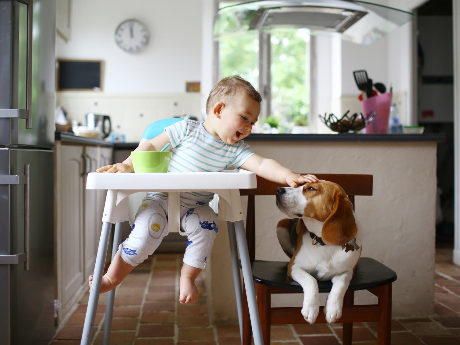 giving your dog peanut butter