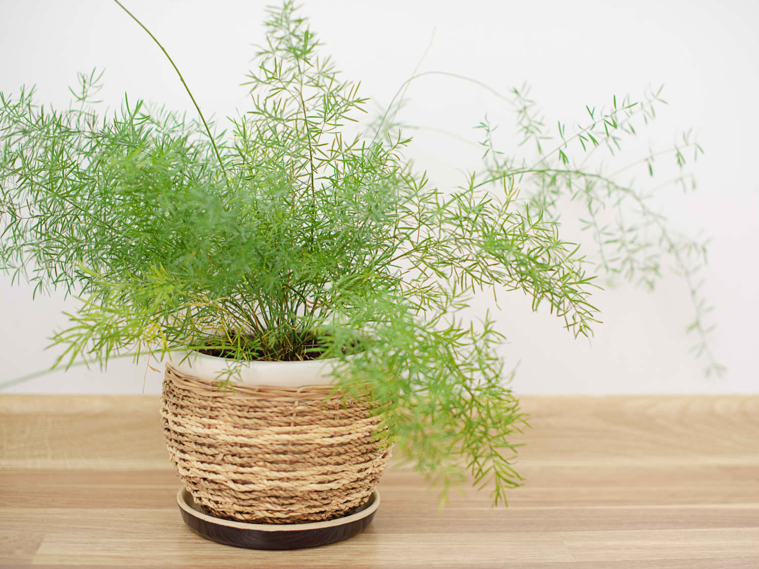 How to Care for Your Asparagus Fern - The Houseplant Guru