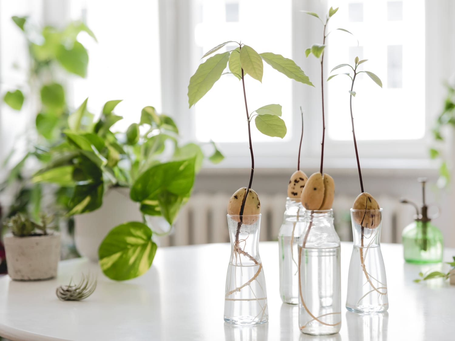 How To Grow Avocado Plants From Pits Apartment Therapy