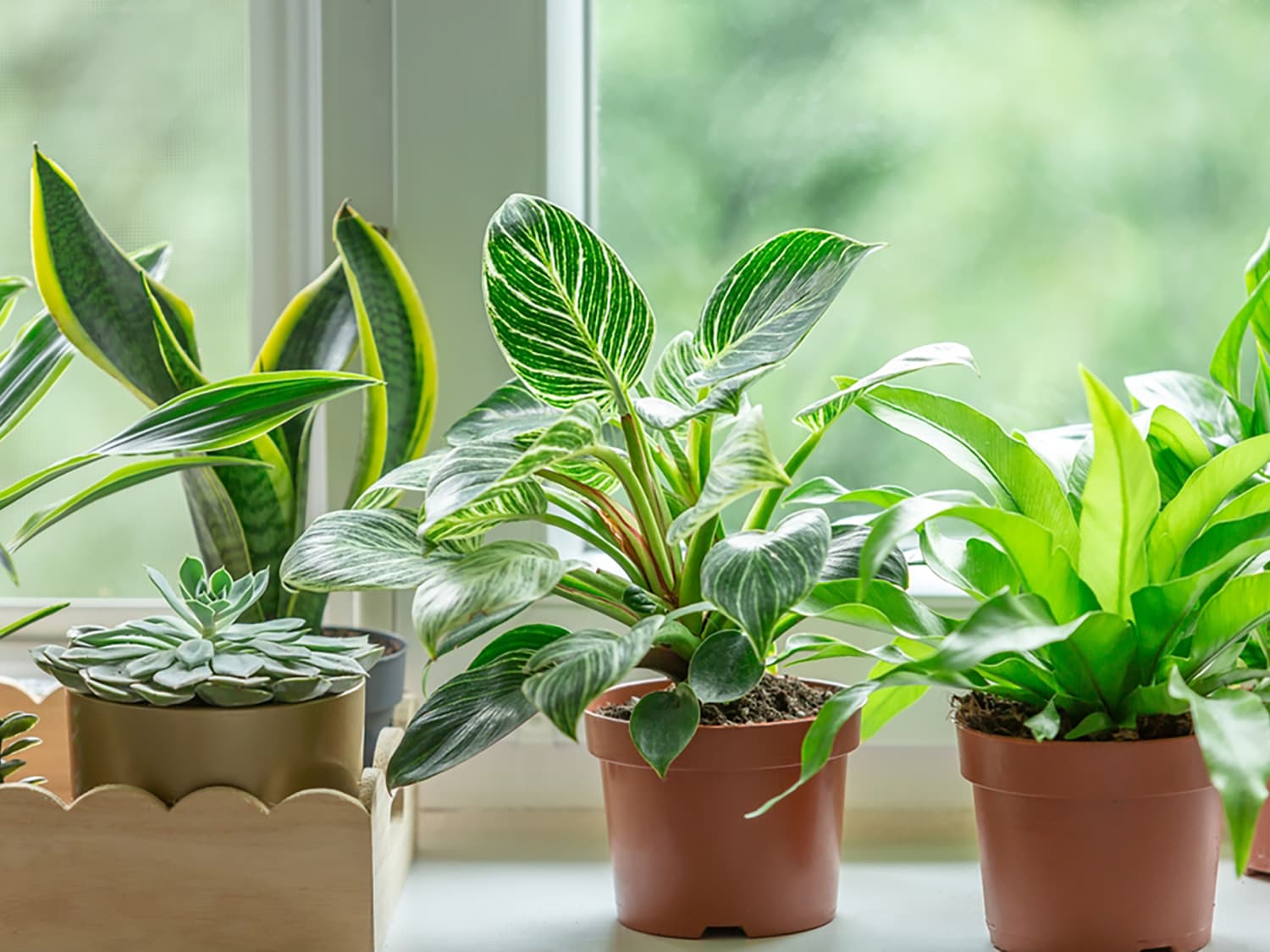 How to Care for Philodendron Birkin - Grow Guide | Apartment Therapy