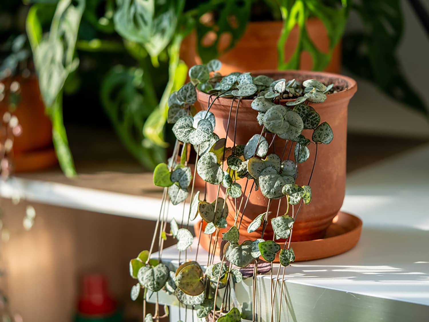 faux fiddle leaf fig plant Faux Fiddle Leaf Fig Tree Set main image 1