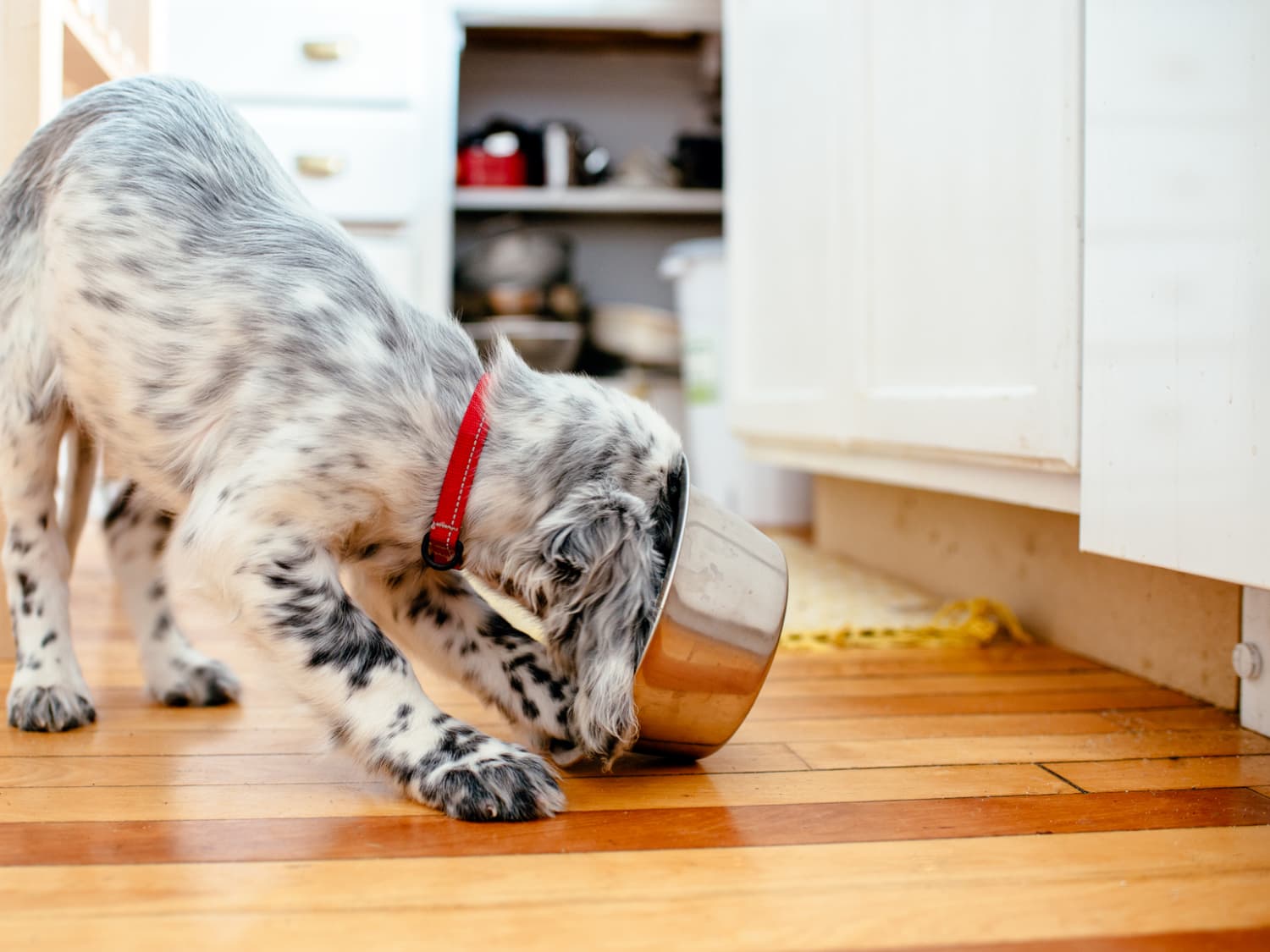 Washing dog bowls with human dishes cheap