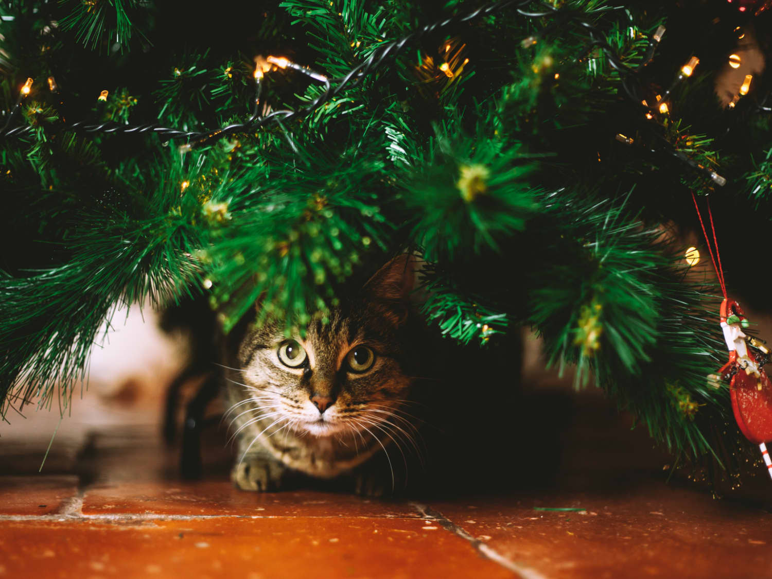 Christmas tree top cat repellent