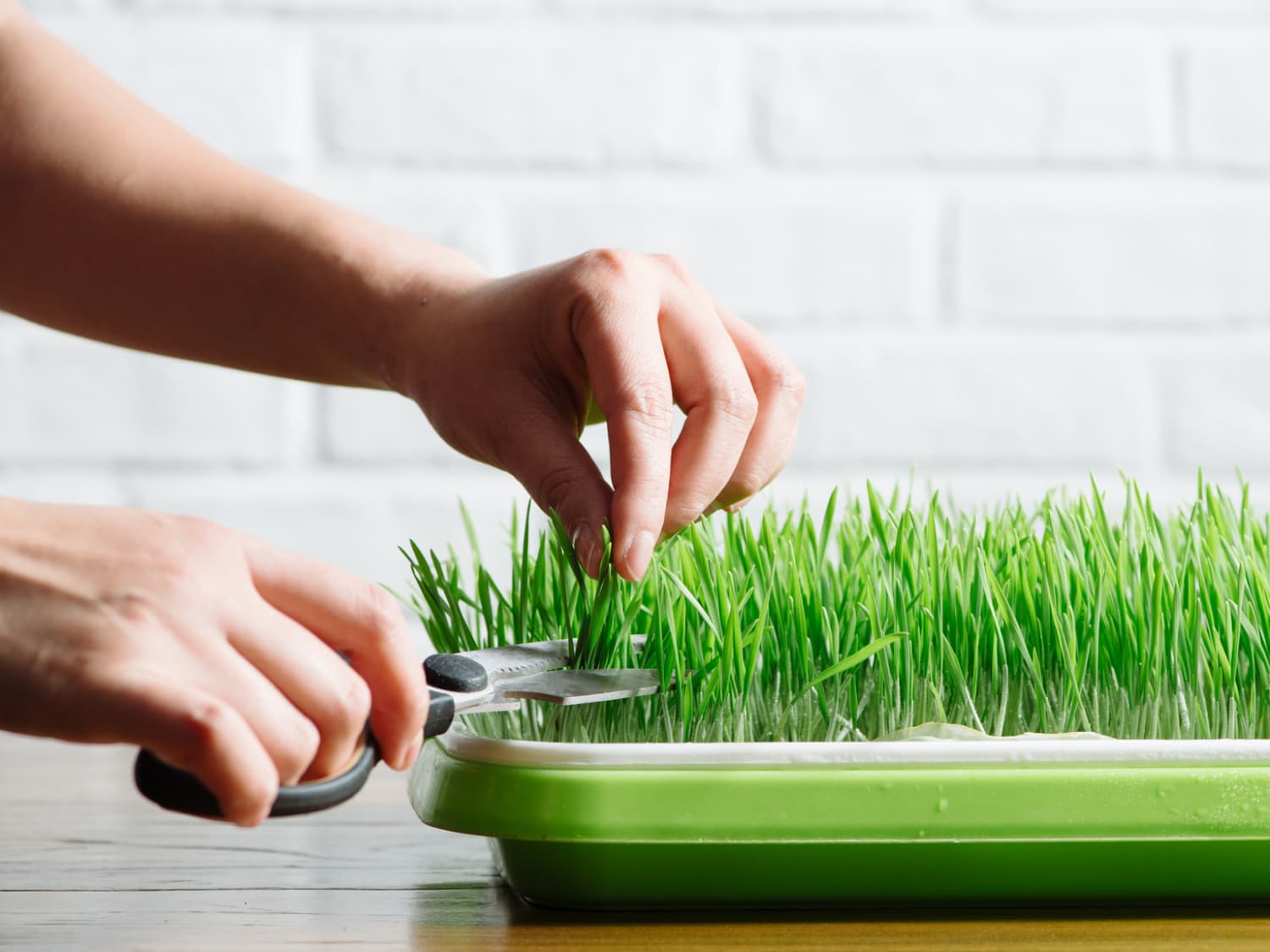 How do grass store grow