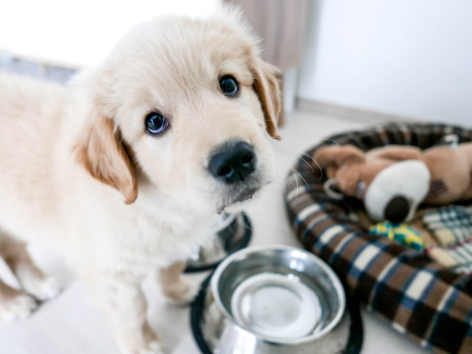 Best puppy online food vet recommended