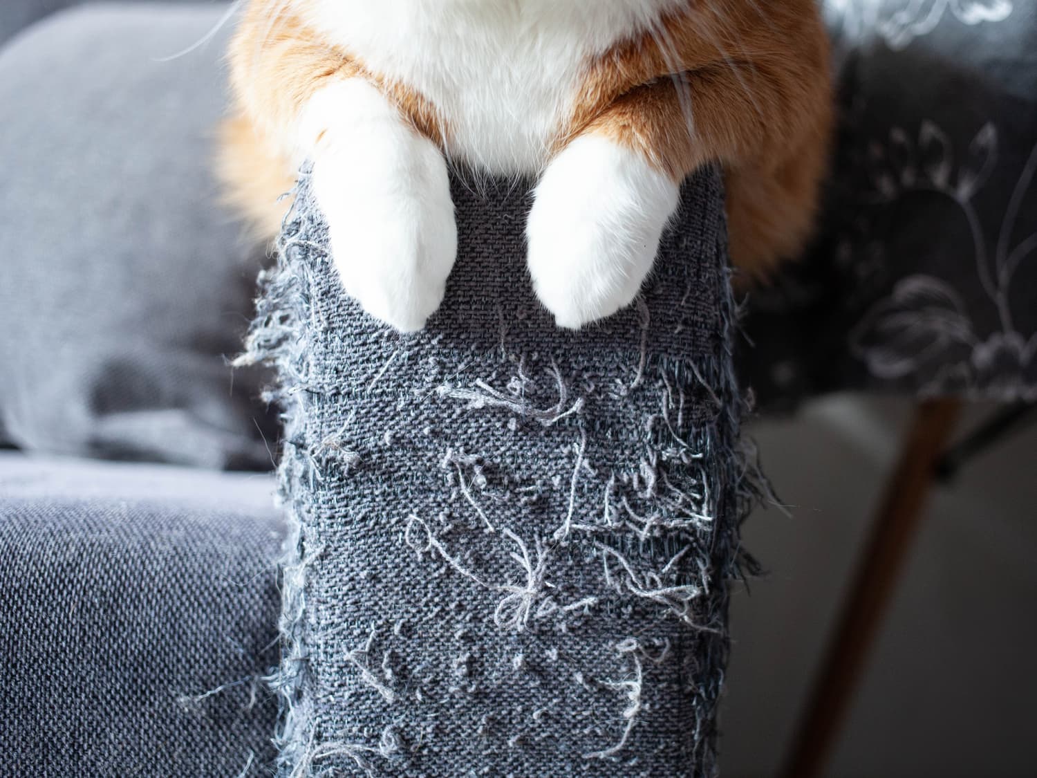 Cat scratching sale couch