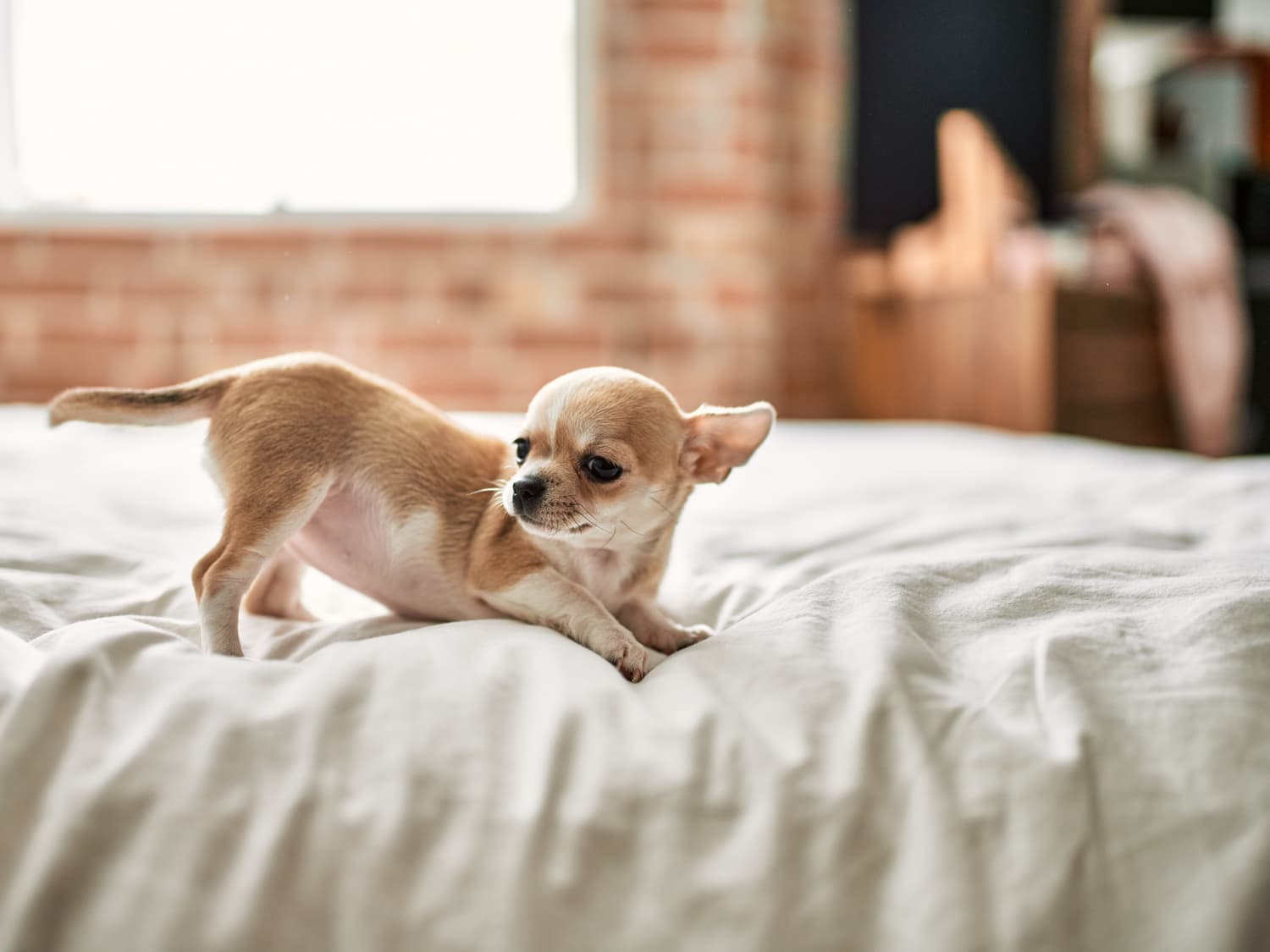 Dog sleeps in discount middle of bed