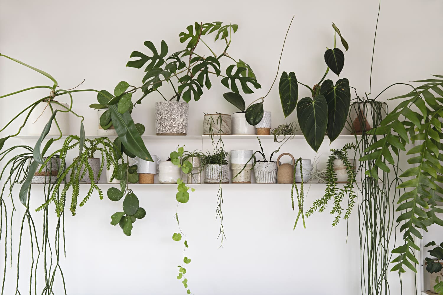 Your New Favorite Small-Space DIY Plant Display Is Already in Your Shower