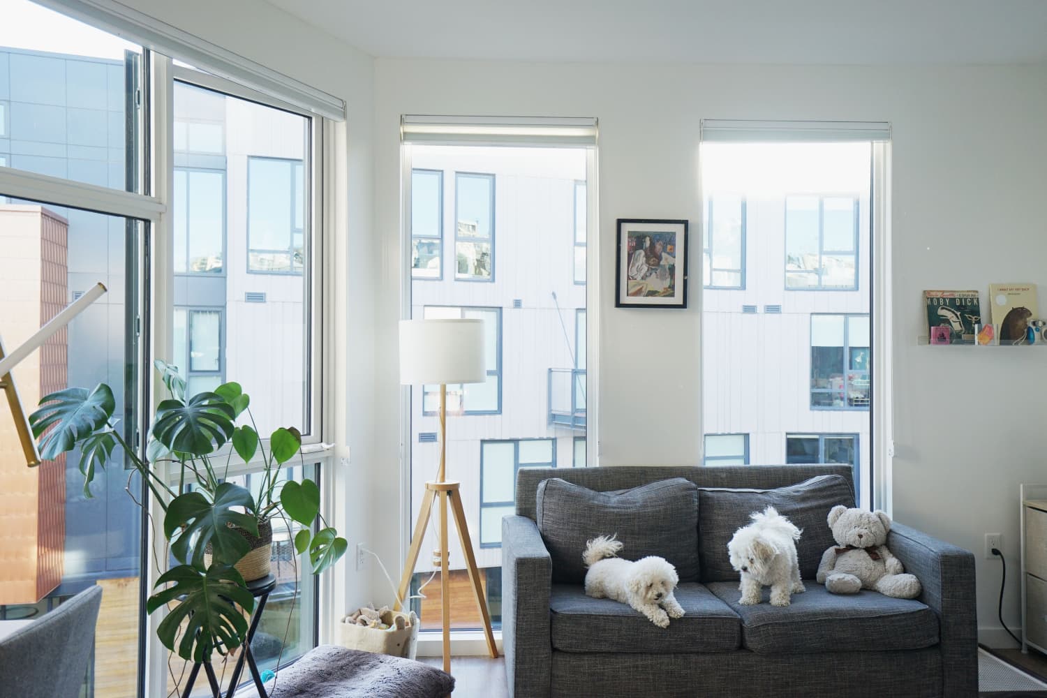 Two People and Two Dogs Share This Small, Sun-Filled SF Studio