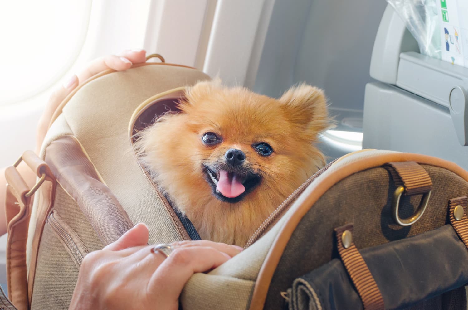 These Are the Most Pet-Friendly Airlines in 2022