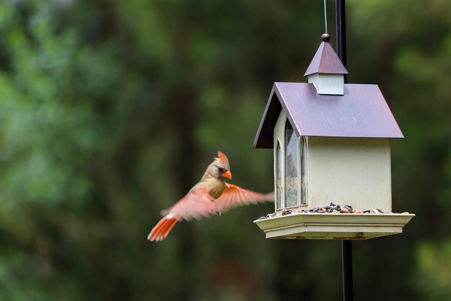 Take Beautiful Close-Up Nature Photos With This Smart Bird Feeder