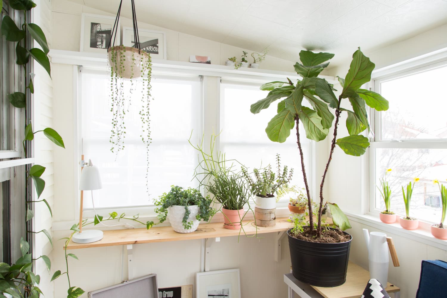 How Queens-Based Water & Light Delivers the Best Plants to Your Door—No Matter the Size
