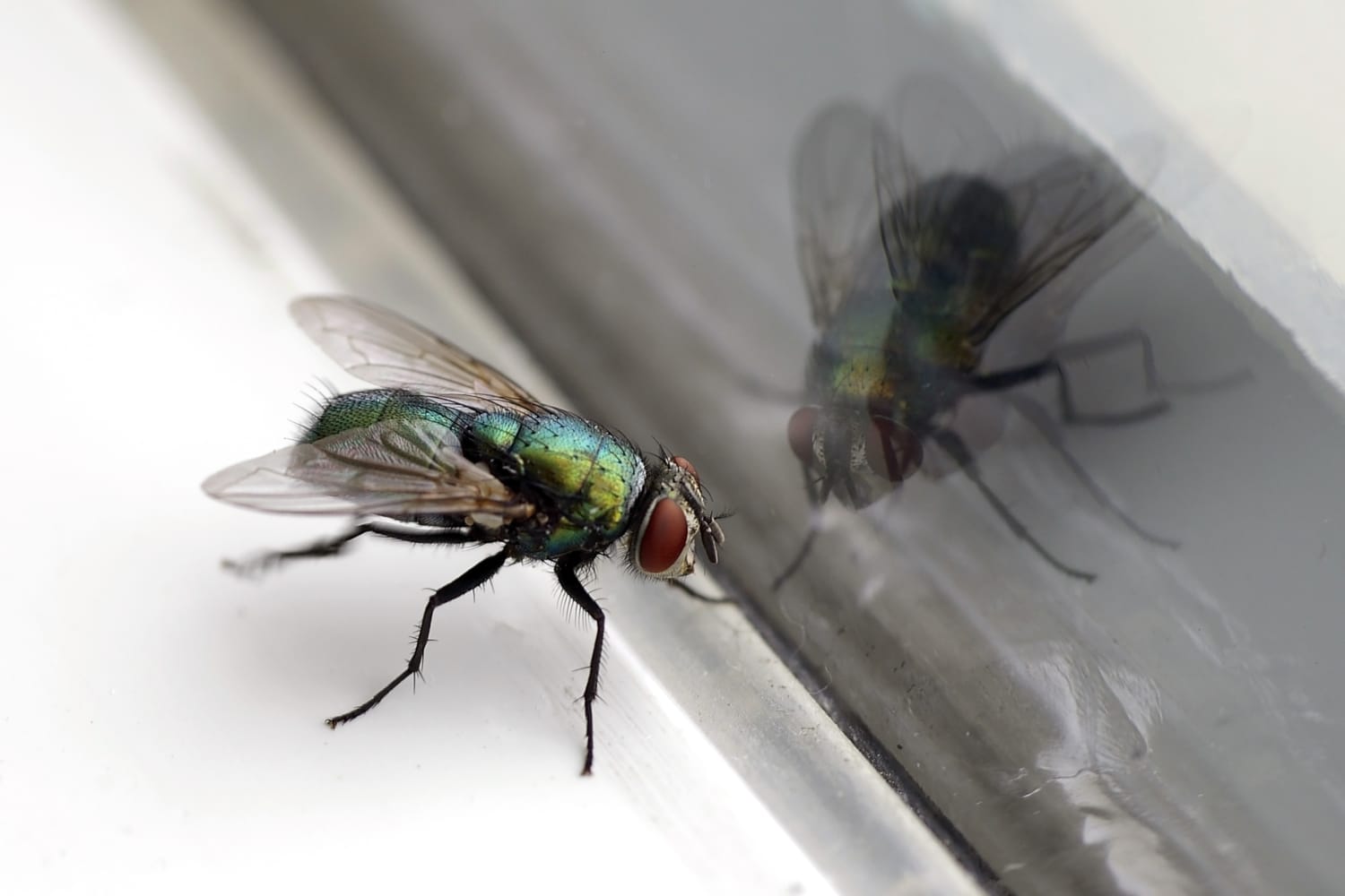 The Expert Guide to Get Rid of House Flies in a Flash (It’s Truly Effective)