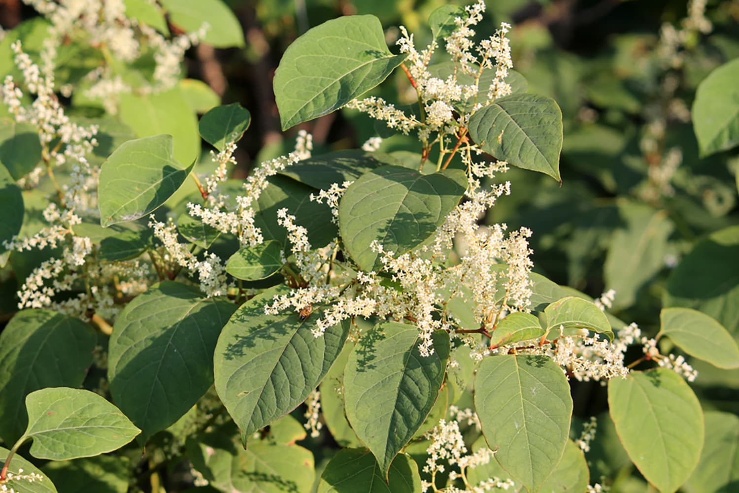 If you spot this invasive plant in your yard, you may have a major problem