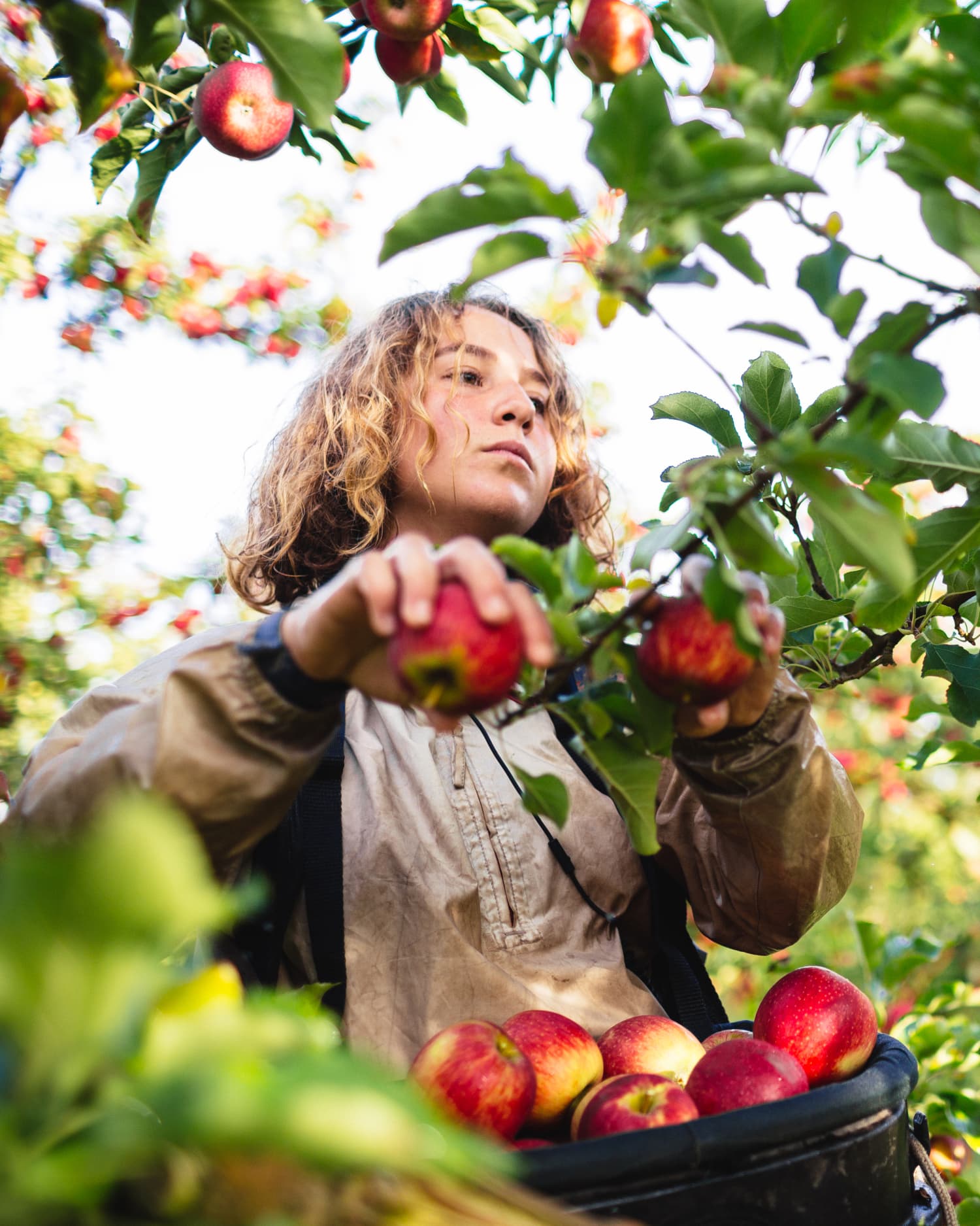 The Best Apple Picking Farms and Orchards in New York | Flipboard 