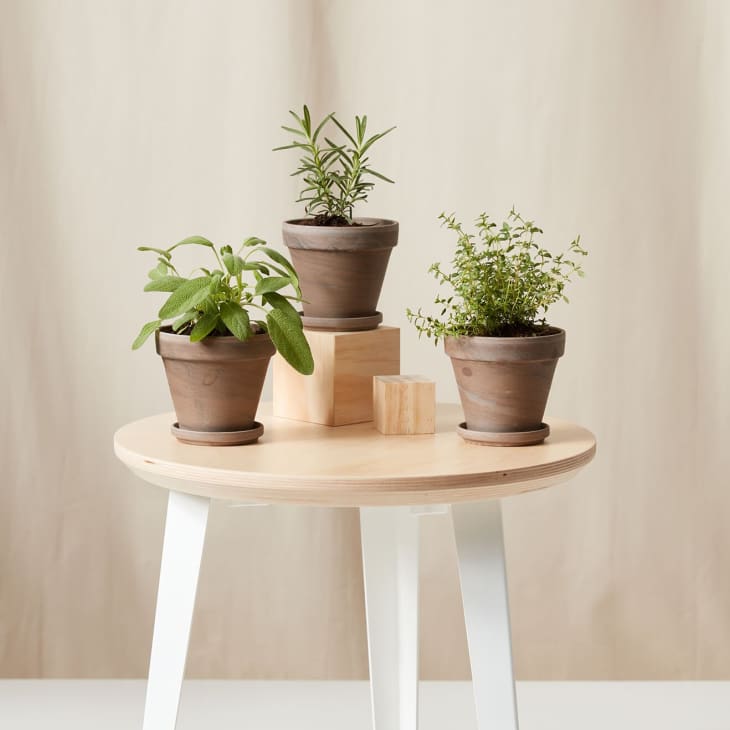 Product Image: Aromatic Herbs Collection
