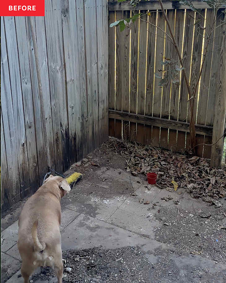 Dog in backyard before renovation.