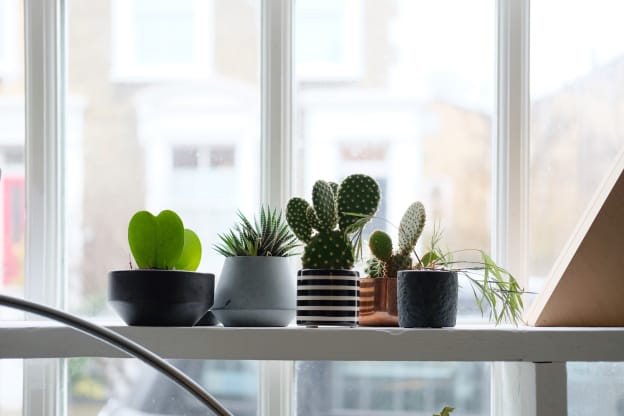 Here's Why You Should Always Put a Coffee Filter in Your Flower Pots