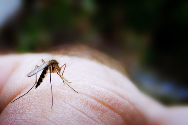 Here's How You Can Repel Mosquitoes with Something That's Already in Your Kitchen